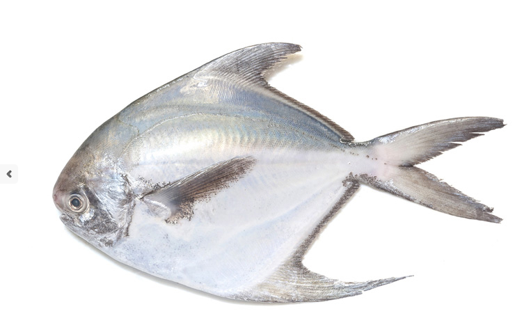 White Pomfret