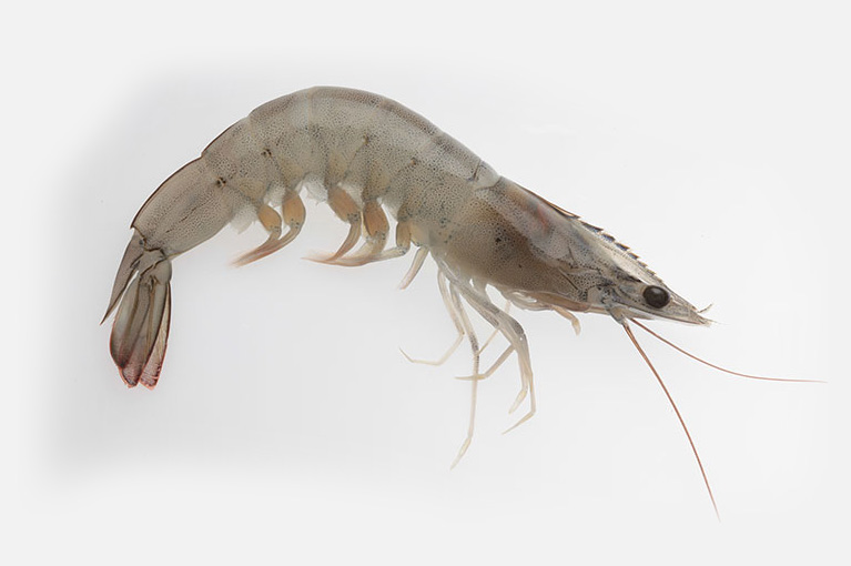 Vannamei Shrimp